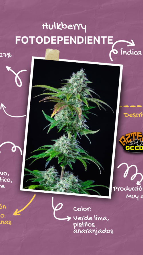 HULKBERRY (a.k.a.: BRUCE BANNER) x2