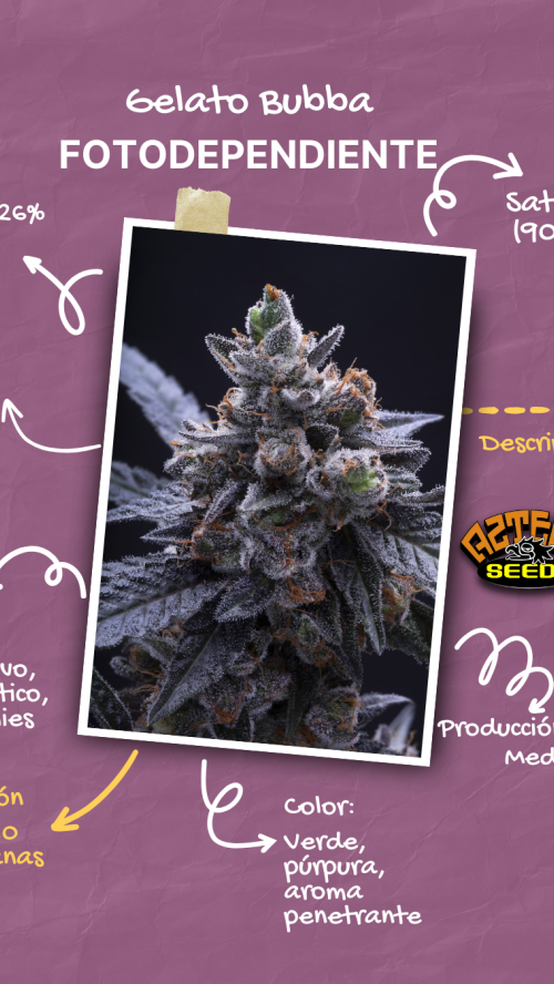 GELATO BUBBA x10