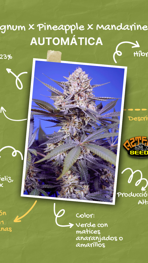AUTO MAGNUM PINEAPPLE MANDARINE x10