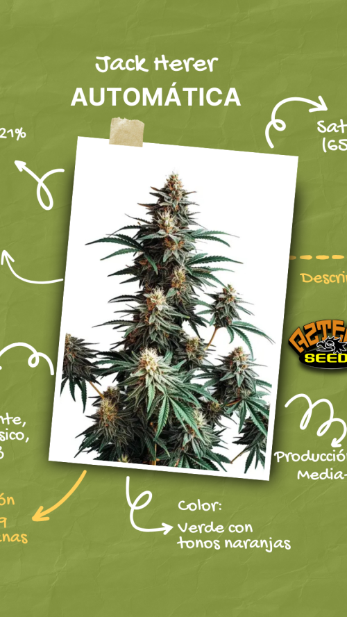 AUTO JACK HERER x10