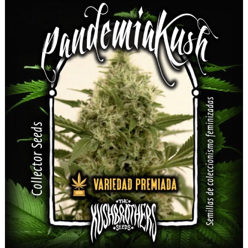 Pandemia Kush x3