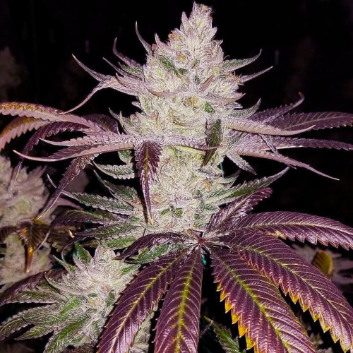 Platinum Cookies