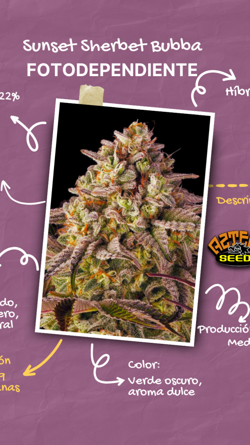 SUNSET SHERBET BUBBA x10