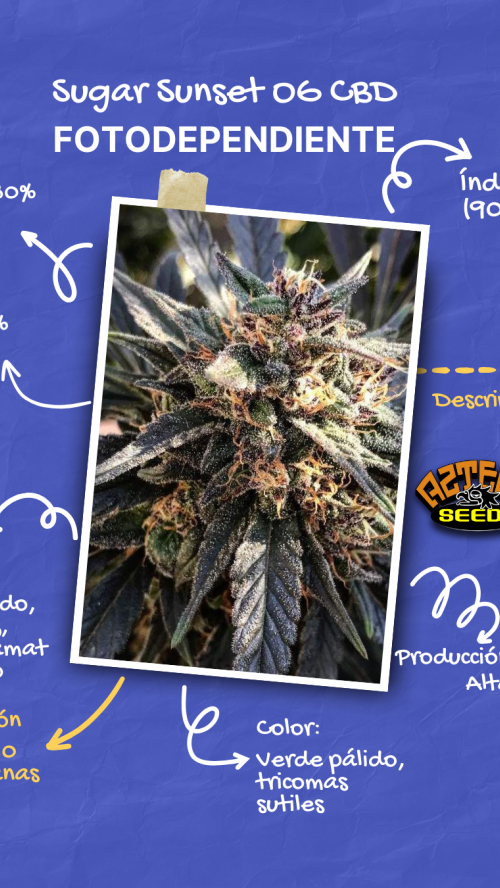 SUGAR SUNSET OG CBD x10