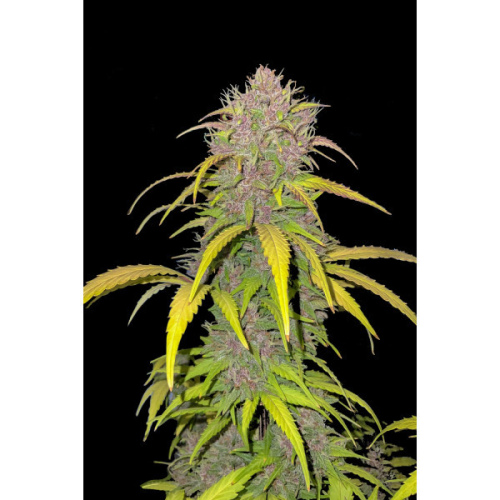 AUTO Purple Mandarine