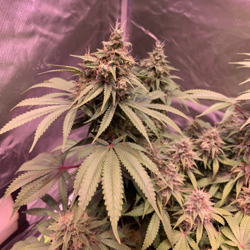 AUTO Black Domina