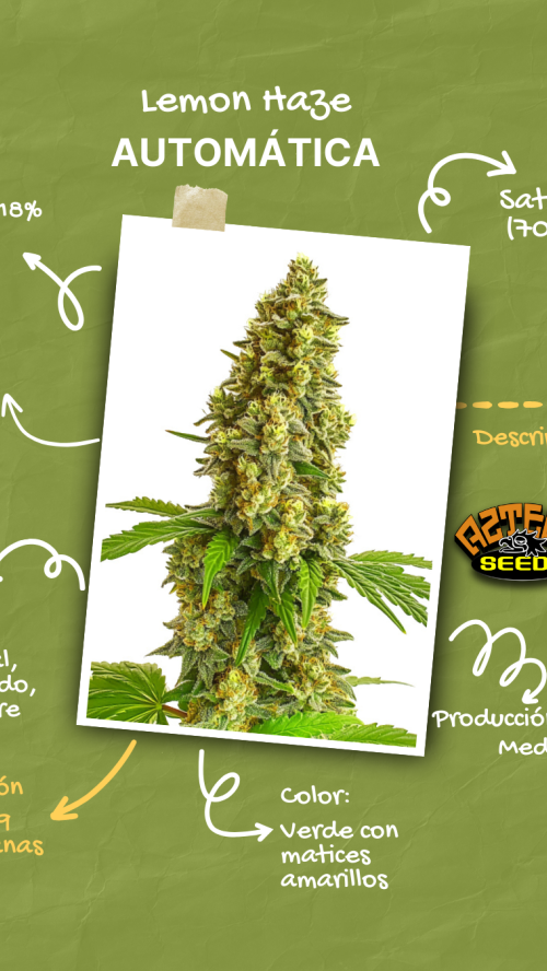 AUTO LEMON HAZE x10