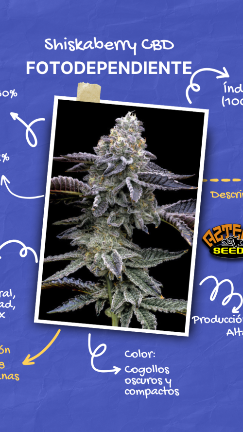 SHISKABERRY CBD x10
