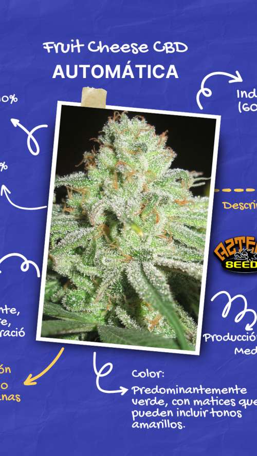 AUTO FRUIT CHEESE CBD x10