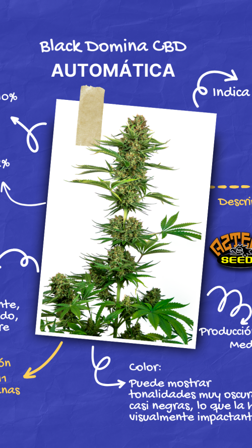 AUTO BLACK DOMINA CBD x10
