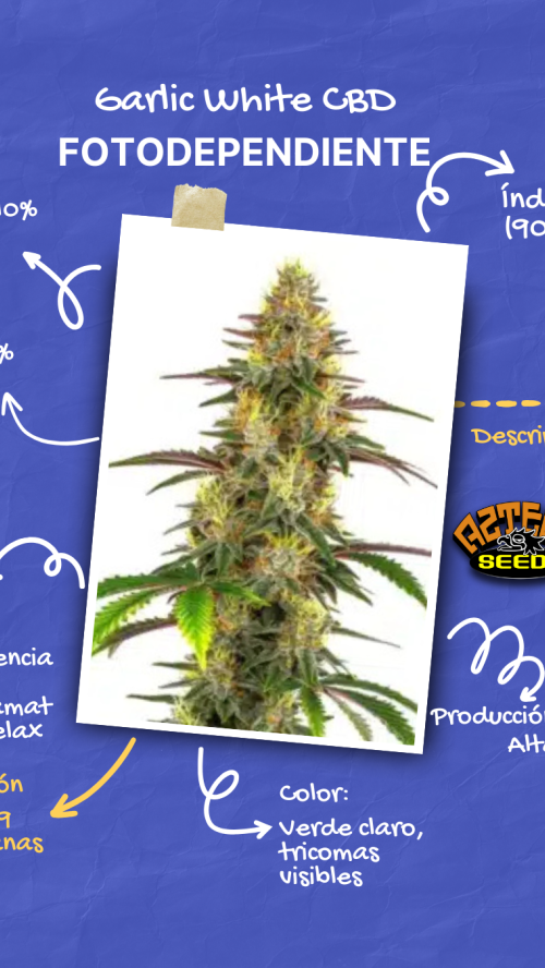 GARLIC WHITE CBD x10