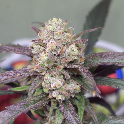 AUTO Wedding Glue