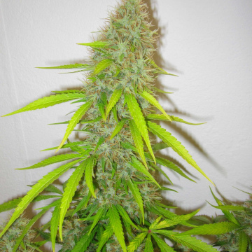 AUTO Jack Herer