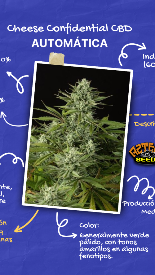 AUTO CHEESE CONFIDENCIAL CBD x10