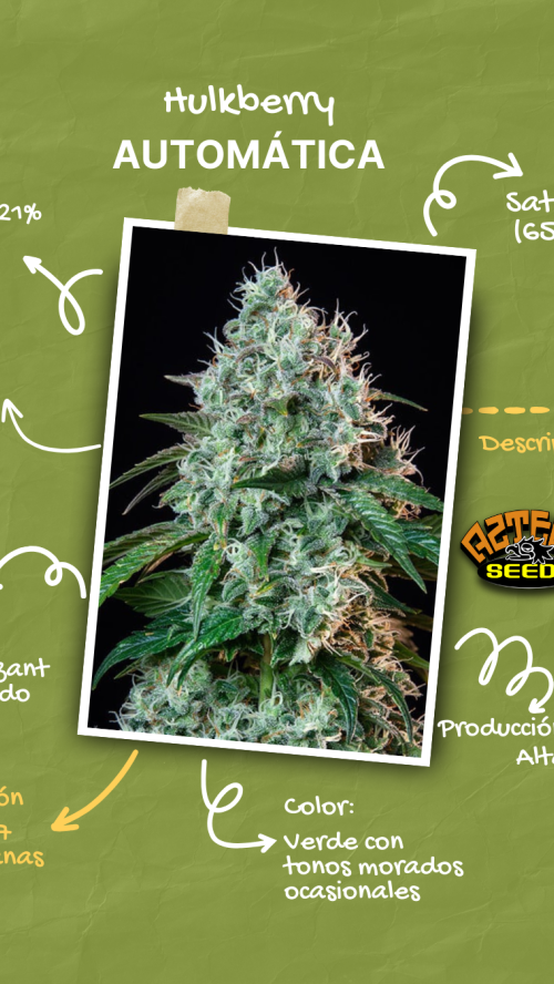 AUTO HULKBERRY x10
