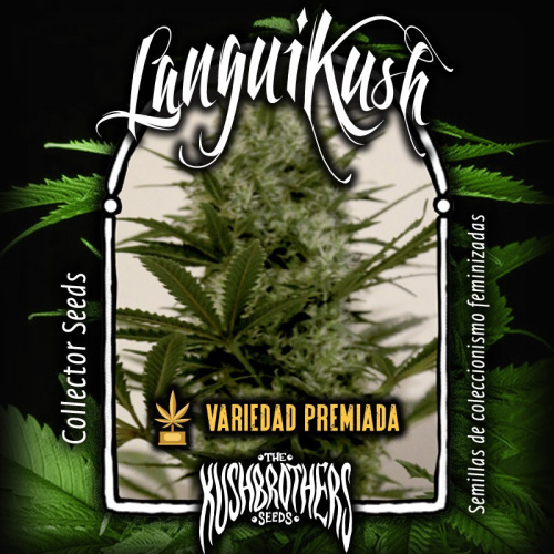 Langui Kush x·