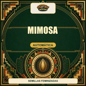 Mimosa