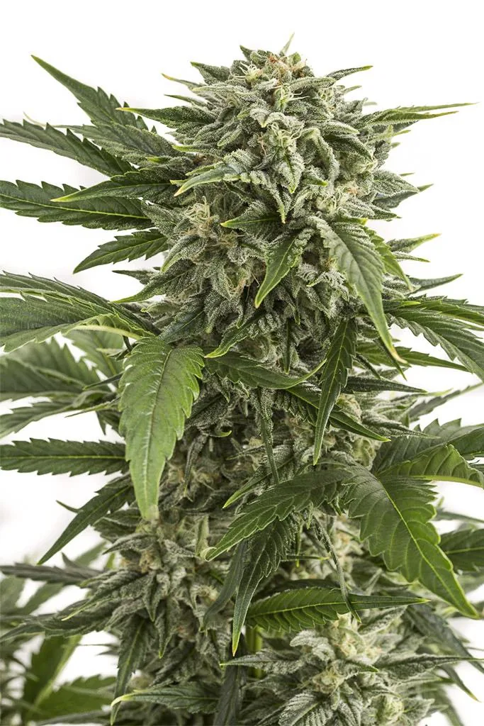 Amnesia x Bubba — fotografía de referencia