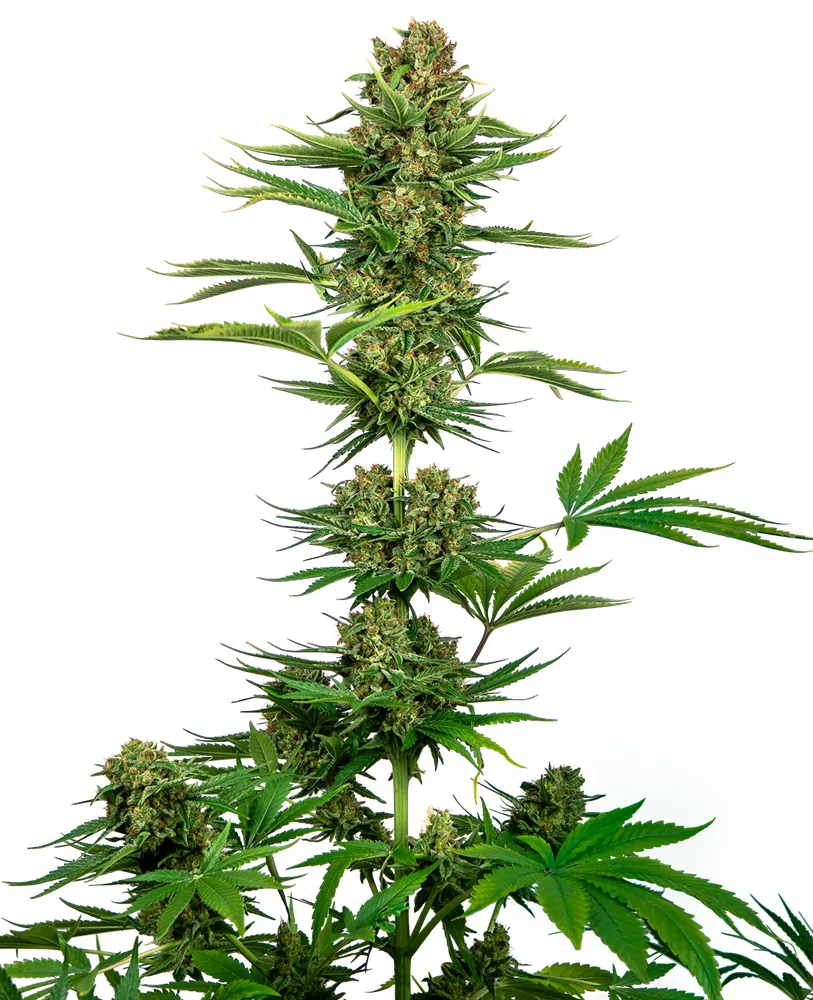Black Domina CBD — fotografía de referencia