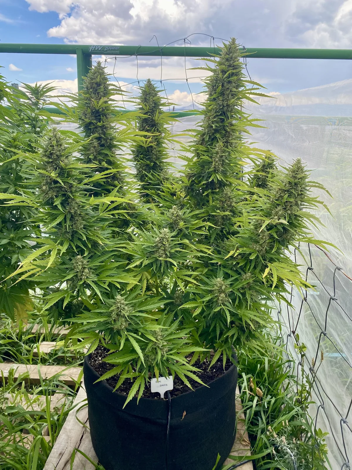 Blue Cheese — fotografía de referencia