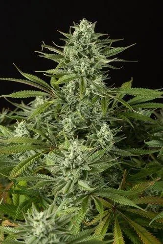 Cheese Confidential CBD — fotografía de referencia