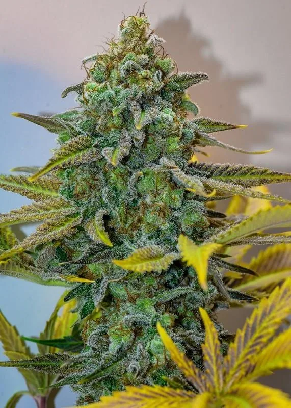 Cinderella 99 — fotografía de referencia
