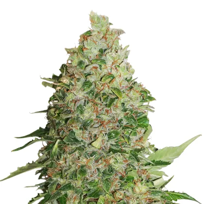 Critical XXL — fotografía de referencia