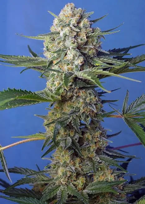 Crystal Candy — fotografía de referencia