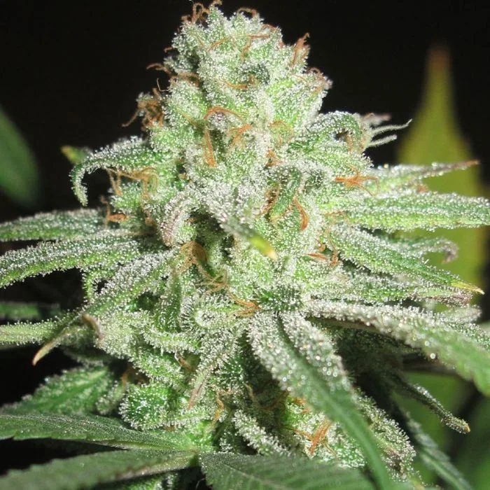Fruit Cheese CBD — fotografía de referencia