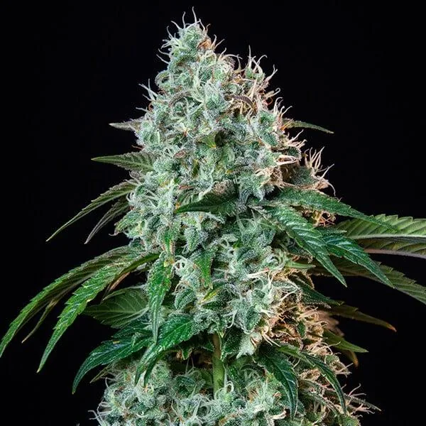 Hulkberry — fotografía de referencia