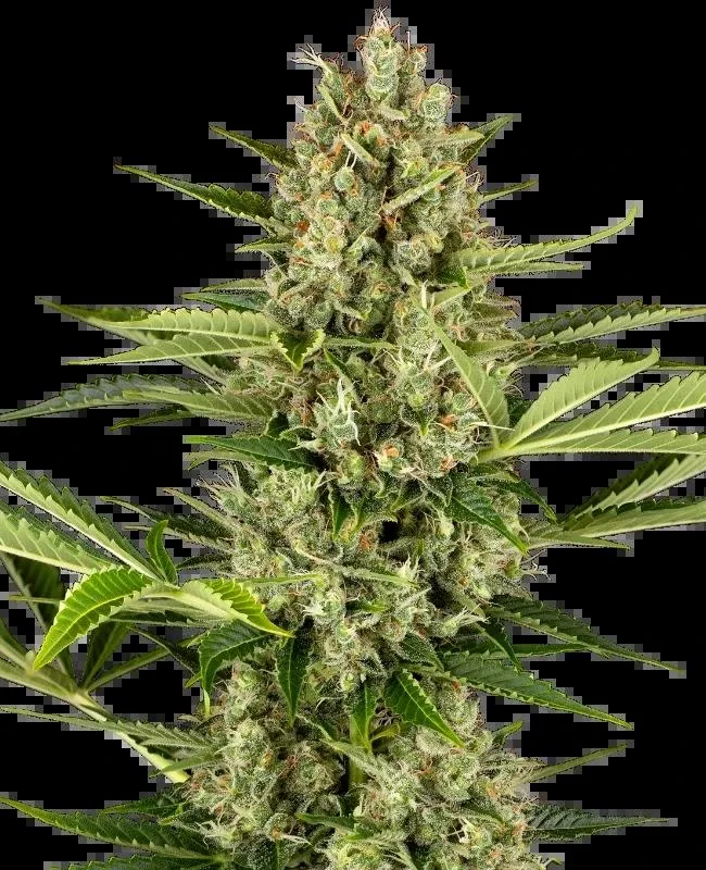 Jack Herer — fotografía de referencia