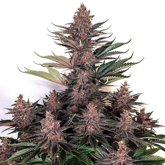Magnum Purple — fotografía de referencia