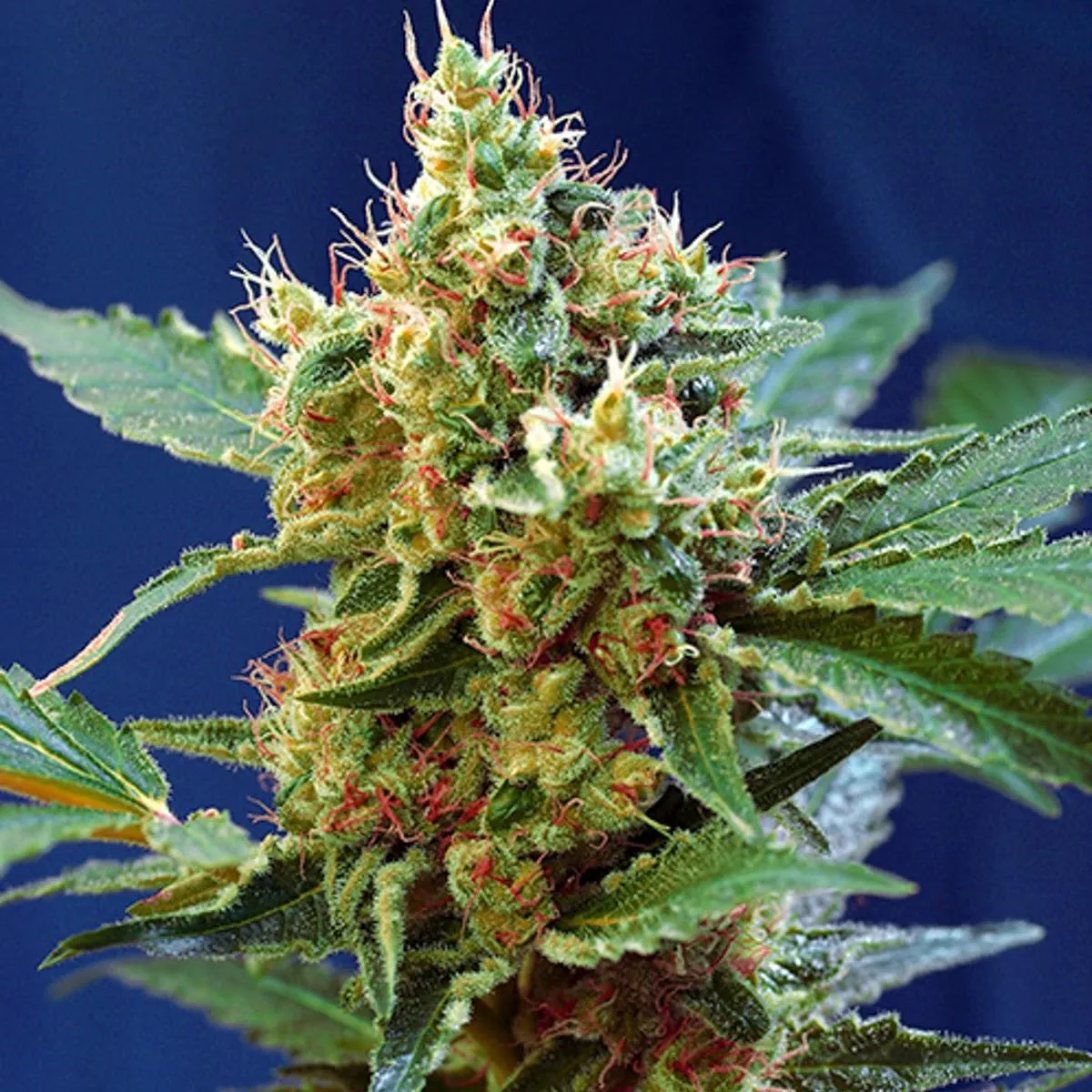 Magnum x Pineapple x Mandarine — fotografía de referencia