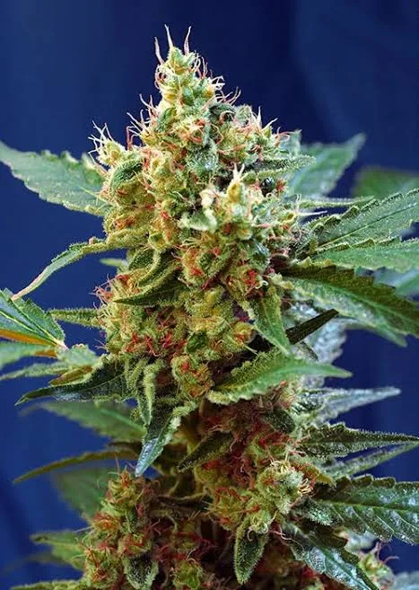 Mandarine XL — fotografía de referencia