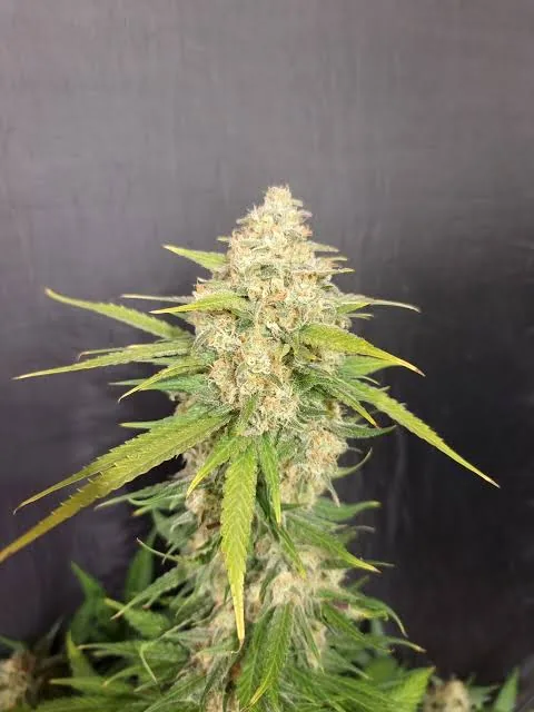 Melon Gum — fotografía de referencia