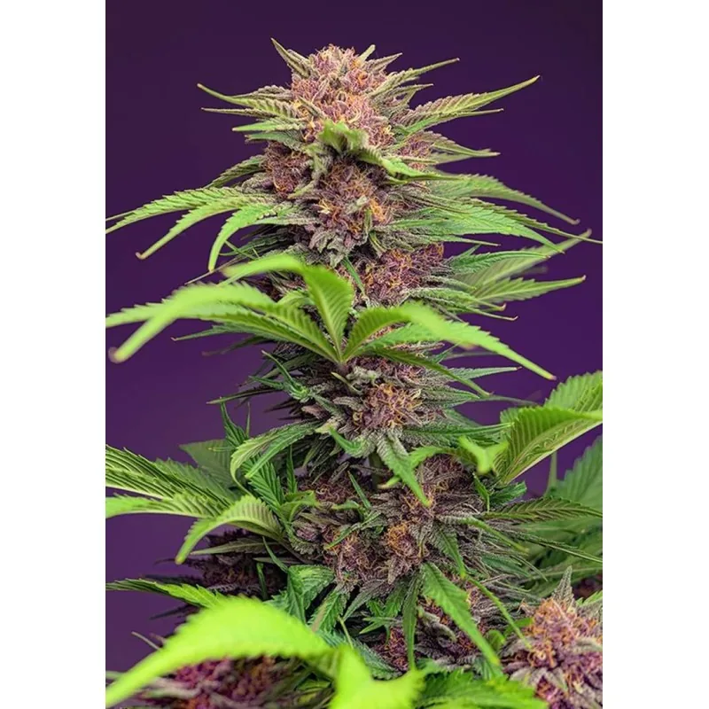 Mimosa Bubba — fotografía de referencia