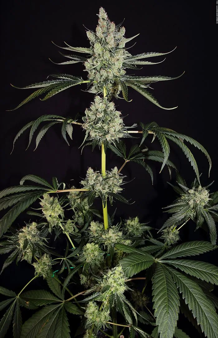 OG Kush — fotografía de referencia