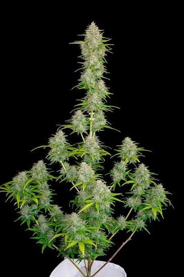 Orange Sherbet — fotografía de referencia