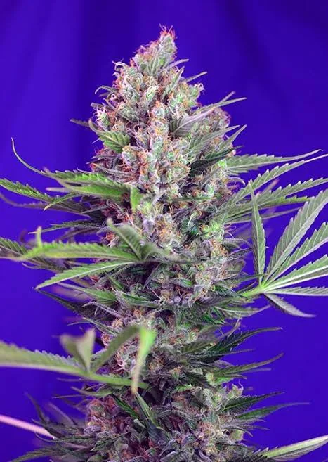 Purple Mandarine — fotografía de referencia