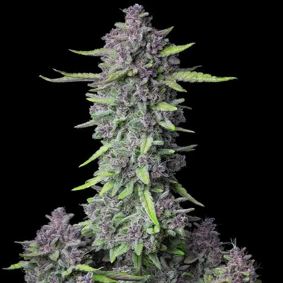 Purple Punch — fotografía de referencia