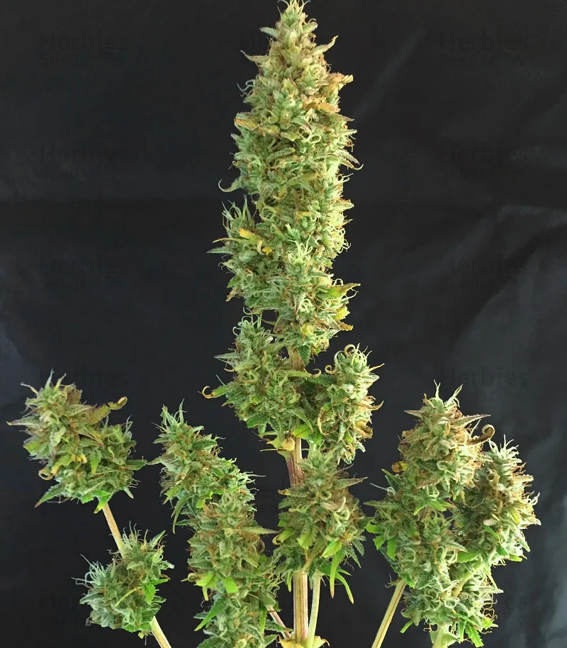Runtz XXL — fotografía de referencia