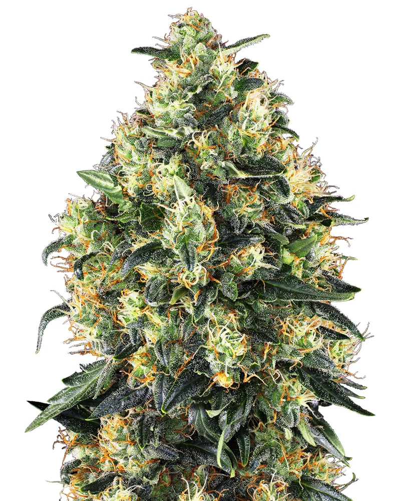 Super Skunk — fotografía de referencia