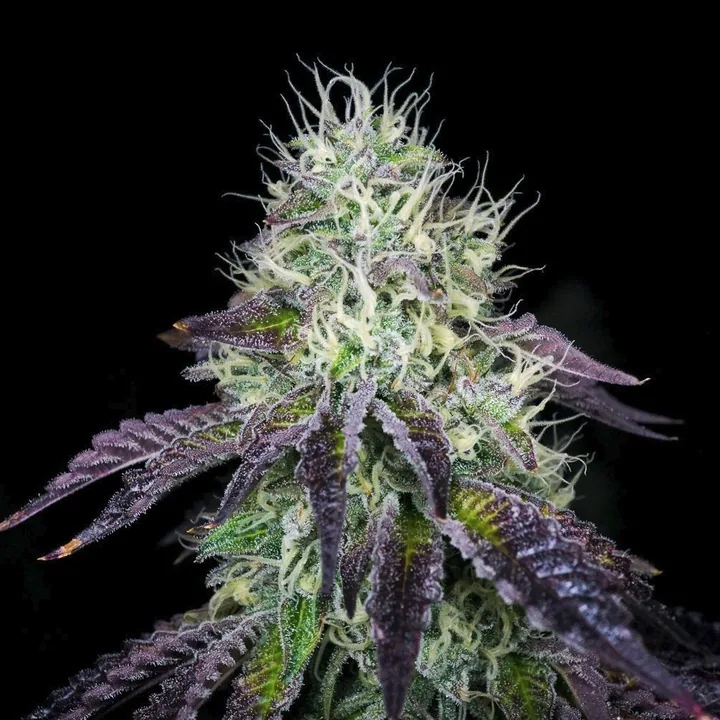 Wedding Cake — fotografía de referencia