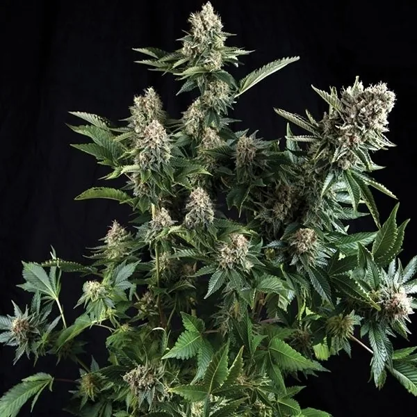 White Widow — fotografía de referencia