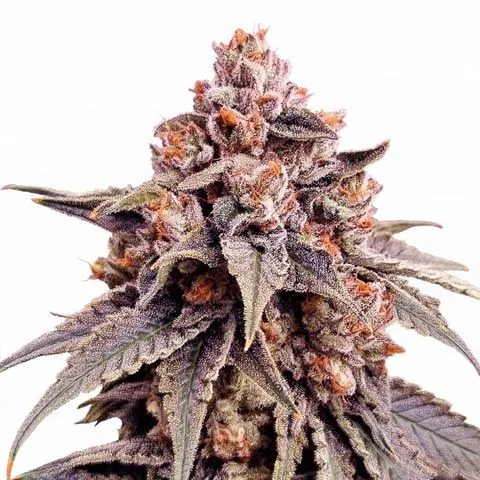 Zkittlez — fotografía de referencia