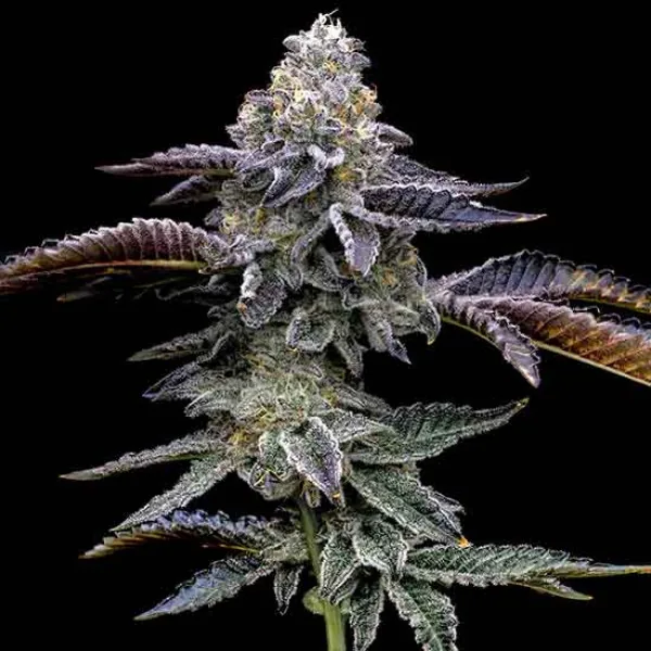 Blue Dream — fotografía de referencia