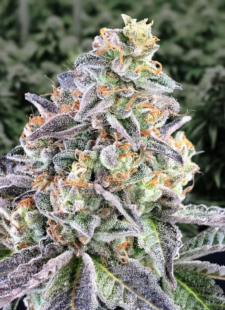 Cherry Pie — fotografía de referencia