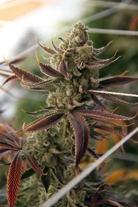 Conspiracy Kush — fotografía de referencia