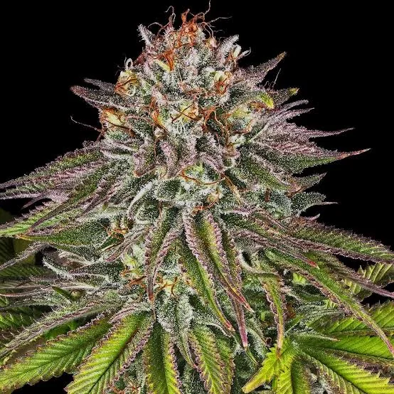 Critical Kush — fotografía de referencia