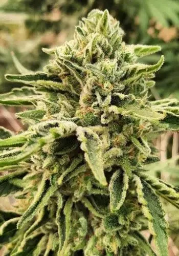 Garlic White CBD — fotografía de referencia